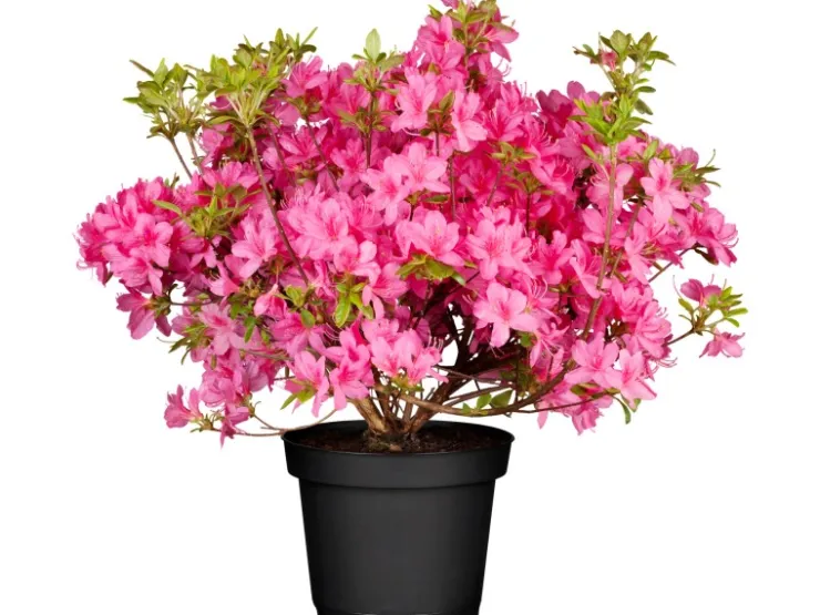 GROW by OBI OBI Rhododendron "Roseum Elegans" Rosa Höhe ca. 30-40 cm Topf ca.5l Rhododendron