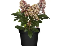 GROW by OBI Töpfe<OBI Skimmie "Rubella" Rosa-Weiß Höhe ca. 10 - 20 cm cm Topf ca. 1,5 l Skimmia