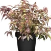 Outlet GROW by OBI OBI Traubenheide "Rainbow" Höhe ca. 5 - 10 cm Topf ca. 2 l Leucothoe