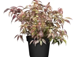 Outlet GROW by OBI OBI Traubenheide "Rainbow" Höhe ca. 5 - 10 cm Topf ca. 2 l Leucothoe
