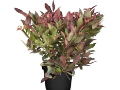 Clearance GROW by OBI OBI Traubenheide "Scarletta" Weiß Höhe ca. 5 - 10 cm Topf ca. 2 l Leucothoe