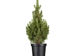 Outlet OBI Zuckerhutfichte "Conica" Höhe ca. 50 - 60 cm Topf ca. 5 l Picea Töpfe
