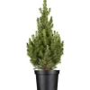 Best GROW by OBI OBI Zuckerhutfichte "Conica" Höhe ca. 20 - 30 cm Topf ca. 2 l Picea