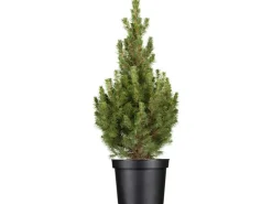 Best GROW by OBI OBI Zuckerhutfichte "Conica" Höhe ca. 20 - 30 cm Topf ca. 2 l Picea