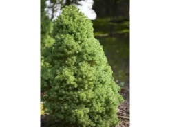 Best GROW by OBI OBI Zuckerhutfichte "Conica" Höhe ca. 20 - 30 cm Topf ca. 2 l Picea
