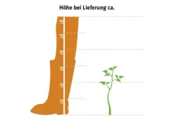 Best GROW by OBI OBI Zuckerhutfichte 