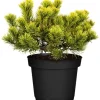 Best OBI Zwergkiefer "Wintergold" Höhe ca. 20 - 30 cm Topf ca. 4,6 l Pinus mugo Töpfe