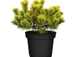 Best OBI Zwergkiefer "Wintergold" Höhe ca. 20 - 30 cm Topf ca. 4,6 l Pinus mugo Töpfe