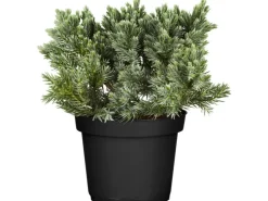 GROW by OBI Töpfe<OBI Zwerg-Wacholder "Blue Star" Blau Höhe ca. 10 - 20 cm Topf ca. 2 l Juniperus
