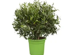 Töpfe<Olivenbaum Busch Topf-Ø ca. 16 cm Olea