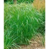 Best Panicum Virgatum Warrior Rutenhirse Ca. 9x9 cm Topf