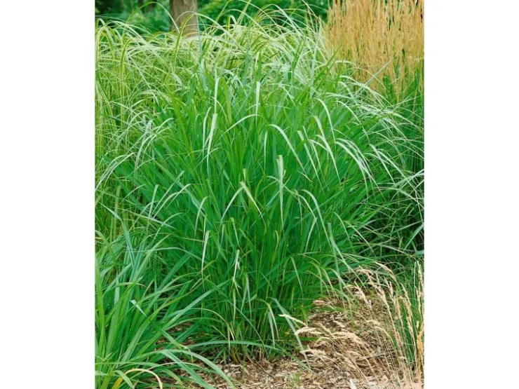 Best Panicum Virgatum Warrior Rutenhirse Ca. 9x9 cm Topf