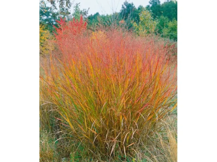 Best Panicum Virgatum Warrior Rutenhirse Ca. 9x9 cm Topf