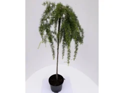 Töpfe<Pflanzen-Boering Larix Stiff Weeper Hängelärche-Stämmchen Gesamthöhe 150-160 cm Stammhöhe 125 cm