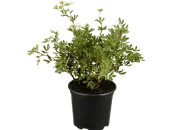 Best Potentilla Fingerstrauch Rosa Ca 9x9 cm Topf