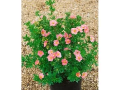 Best Potentilla Fingerstrauch Rosa Ca 9x9 cm Topf