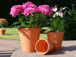 Töpfe<Rosentopf Ø 16 cm Terrakotta