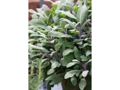 Best Salvia Officinalis Purpurascens Echter Salbei Ca. 9x9 cm Topf