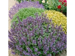 Best Salvia Officinalis Purpurascens Echter Salbei Ca. 9x9 cm Topf
