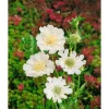 Best Scabiosa Caucasica Perfecta Alba Kaukasische Skabiose Ca. 11x11 cm Topf Töpfe
