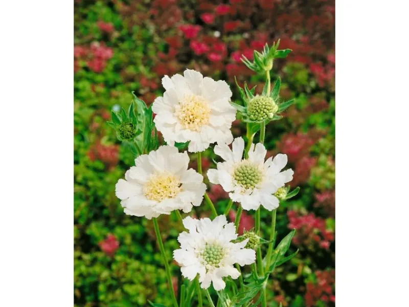 Best Scabiosa Caucasica Perfecta Alba Kaukasische Skabiose Ca. 11x11 cm Topf Töpfe