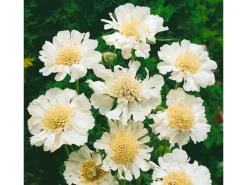 Best Scabiosa Caucasica Perfecta Alba Kaukasische Skabiose Ca. 11x11 cm Topf Töpfe