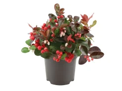 Töpfe<Scheinbeere "Big Berry" Weiß-Rosa Topf-Ø ca. 10,5 cm Gaultheria procumbens
