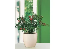 Discount Scheurich Übertopf 920 Ø 14 cm Creme Beige