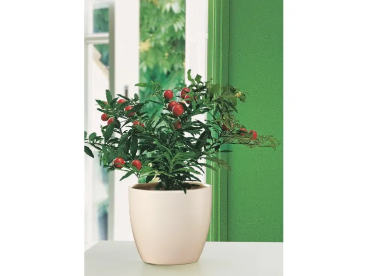 Clearance Scheurich Übertopf 920 Ø 22 cm Creme Beige