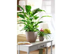 Best Übertopf 920 Ø 28 cm Earth Töpfe