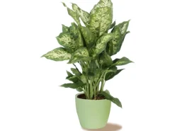 Scheurich Töpfe<Übertopf 920 Ø 11 cm Light Green Grün