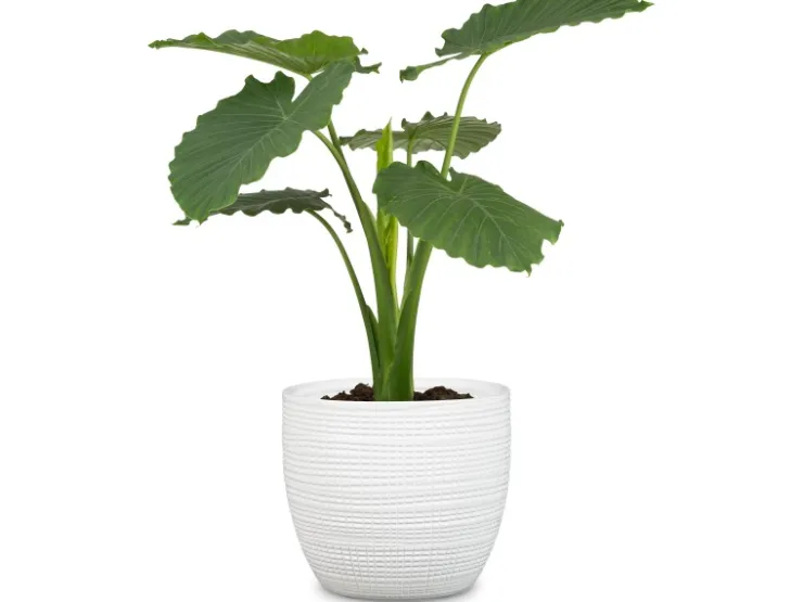 Clearance Scheurich Übertopf 866 Ø 14 cm Panna Weiß