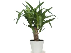 Scheurich Übertopf 808 Ø 24 cm Panna Weiß