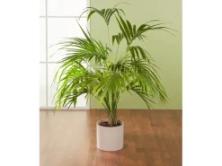 Scheurich Töpfe<Übertopf 828 Ø 14 cm Sesame Beige