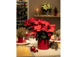 Outlet Scheurich Blumentopf Keramik Ø 14 cm x 13 cm Intense Red Volumen 1,52 l Rot