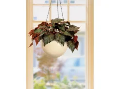 Scheurich Töpfe<Hängeampel 845 Ø 22 cm Creme Beige
