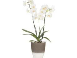 Scheurich Töpfe<Orchideengefäß 650 Ø 13 cm Espresso Cream Grau