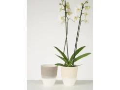 Clearance Orchideengefäß 650 Ø 13 cm Vanilla Cream Töpfe