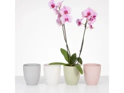 Clearance Scheurich Orchideentopf 620 Ø 13 cm x 15 cm Silent Green