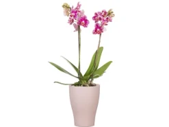 Clearance Orchideentopf 608 Ø 13 cm x 17 cm Powder Töpfe