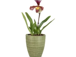 Clearance Scheurich Pflanzgefäß 667 Ø 13 cm Menta