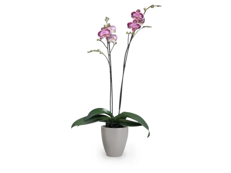 Outlet Pflanzgefäß 620 Ø 13 cm Töpfe