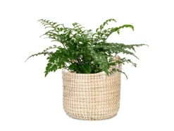 Clearance Scheurich Pflanzgefäß 514 Ø 36 cm x 34 cm Weiß