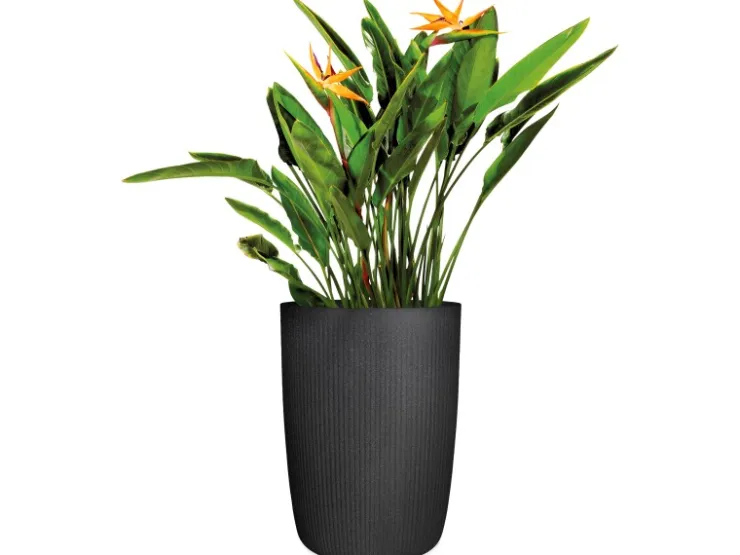 Best Scheurich Pflanzsäule Linetto High Ø 38 cm x 54 cm Stony Black