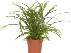 Töpfe<Schwertfarn "Duffy" Topf-Ø ca. 12 cm Nephrolepis