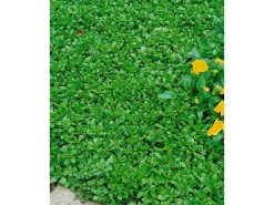 Töpfe<Sedum Hybridum Immergrünchen Fetthenne Ca. 9x9 cm Topf