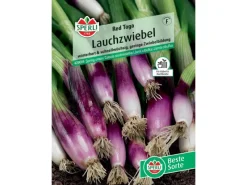 Sale Lauchzwiebel "Red Toga" (Allium fistulosum) Kühlschränke