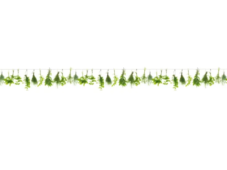 Spritzschutz-Rückwand WandArt easy 200 x 58,5 cm Herbs Line (D3106P BRIL) FSC®
