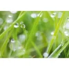 Best Spritzschutz-Rückwand WandArt easy 120 cm x 58,5 cm Grass (D4002P BRIL) FSC® Küchenrückwände|Kochfelder