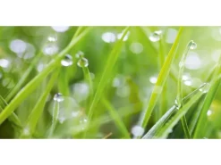 Best Spritzschutz-Rückwand WandArt easy 120 cm x 58,5 cm Grass (D4002P BRIL) FSC® Küchenrückwände|Kochfelder